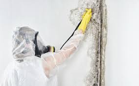 Best Industrial Mold Remediation  in Bellingham, WA